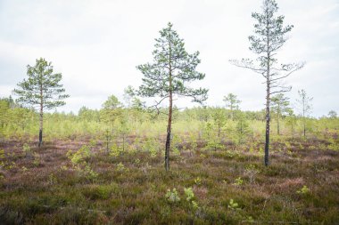 Bataklık sulak arazileri doğal enerji alanı toplamak için kullanılır.