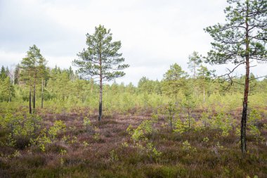Bataklık sulak arazileri doğal enerji alanı toplamak için kullanılır.