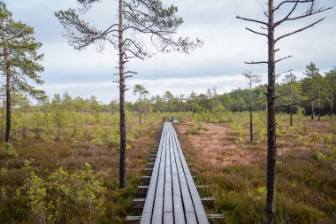 ağaçlar, alan ve güneş ışınlarının renkli yaz havada dinlenme ile bataklık turist iz içinde ahşap tahta