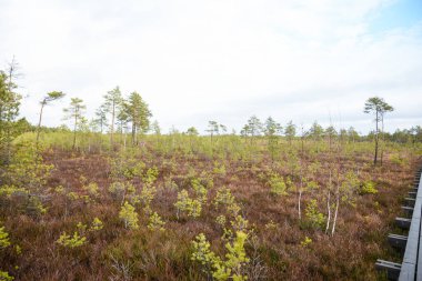 Bataklık sulak arazileri doğal enerji alanı toplamak için kullanılır.