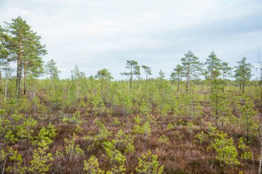 Bataklık sulak arazileri doğal enerji alanı toplamak için kullanılır.