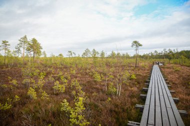 ağaçlar, alan ve güneş ışınlarının renkli yaz havada dinlenme ile bataklık turist iz içinde ahşap tahta