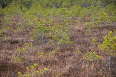 Bataklık sulak arazileri doğal enerji alanı toplamak için kullanılır.