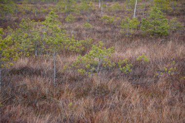 Bataklık sulak arazileri doğal enerji alanı toplamak için kullanılır.