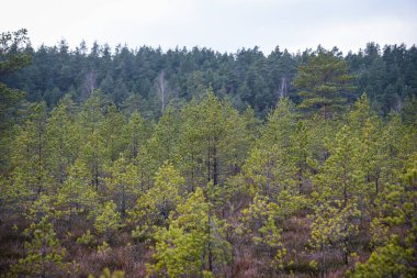 Bataklık sulak arazileri doğal enerji alanı toplamak için kullanılır.