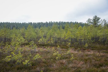 Bataklık sulak arazileri doğal enerji alanı toplamak için kullanılır.