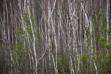 huş ağacı ve aspen ağacı ilk baharda yumurtadan ilk yaprakları ile büyümek, çıplak zemin