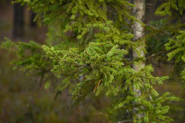 çam ağacı çiçekleri düğmeleri kapatın. Baharda çiçek açan ağaçlar