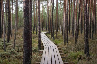 Yazın yeşil parktaki turizm yolunda çakıl, ahşap raylar ve ağaçlar var. Doğada rahatlama