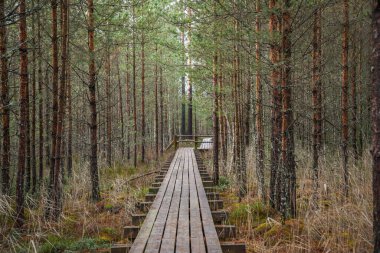 Yazın yeşil parktaki turizm yolunda çakıl, ahşap raylar ve ağaçlar var. Doğada rahatlama