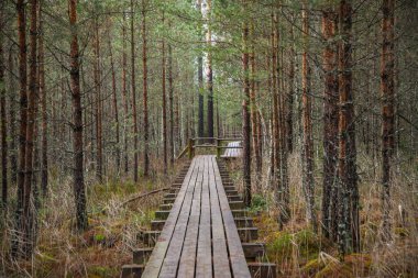 Yazın yeşil parktaki turizm yolunda çakıl, ahşap raylar ve ağaçlar var. Doğada rahatlama