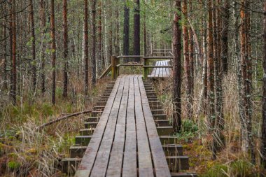Yazın yeşil parktaki turizm yolunda çakıl, ahşap raylar ve ağaçlar var. Doğada rahatlama