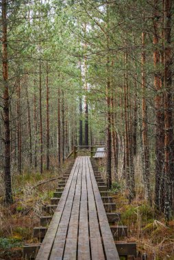 Yazın yeşil parktaki turizm yolunda çakıl, ahşap raylar ve ağaçlar var. Doğada rahatlama