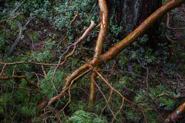 Çam dalları, yağmurlu bir sonbahar gününde ormandaki yeşil yosunlara düşüp kırılmış..