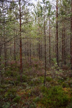 Bir sonbahar gününde mavi gökyüzünün altındaki bataklıkta yeşil yosun bulunan yeşil bir ormandaki çam ormanı manzarası.