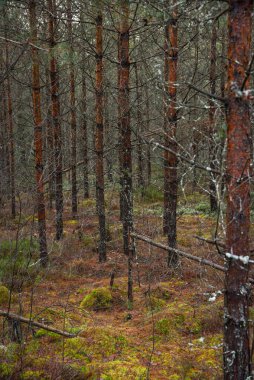 Bir sonbahar gününde mavi gökyüzünün altındaki bataklıkta yeşil yosun bulunan yeşil bir ormandaki çam ormanı manzarası.