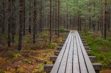ağaçlar, alan ve güneş ışınlarının renkli yaz havada dinlenme ile bataklık turist iz içinde ahşap tahta