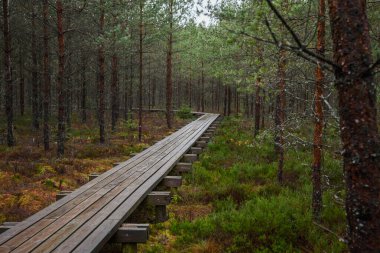 ağaçlar, alan ve güneş ışınlarının renkli yaz havada dinlenme ile bataklık turist iz içinde ahşap tahta