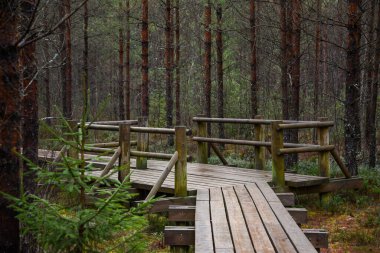 ağaçlar, alan ve güneş ışınlarının renkli yaz havada dinlenme ile bataklık turist iz içinde ahşap tahta
