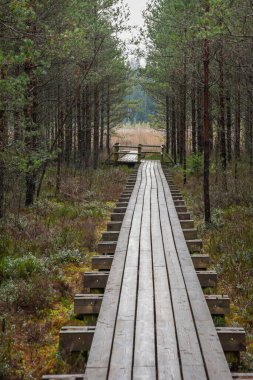ağaçlar, alan ve güneş ışınlarının renkli yaz havada dinlenme ile bataklık turist iz içinde ahşap tahta