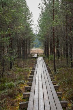 ağaçlar, alan ve güneş ışınlarının renkli yaz havada dinlenme ile bataklık turist iz içinde ahşap tahta