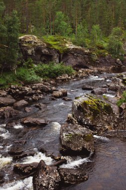 Şelaleleri ve yeşil kozalaklı ağaçları olan kayalık Norveç dağ nehrinin güzel doğal manzarası.