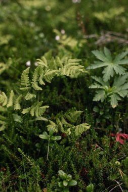 Ormandaki yeşil eğreltiotlarına yakın çekim.