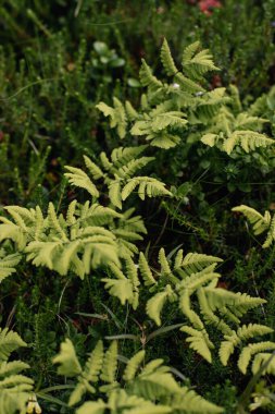 Ormandaki yeşil eğreltiotlarına yakın çekim.