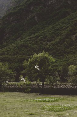 Norveç dağ vadisinde yeşil bir çayırda uçan martılar..