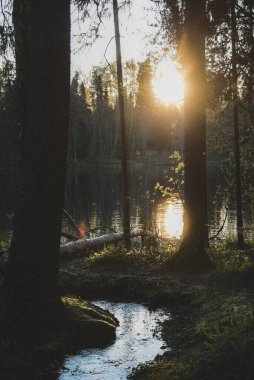 Ormanda küçük bir ilkbahar nehri olan güzel doğal bir manzara. Akşamın altın ışığı, gün batımının parlıyor ve suda parıldıyor..