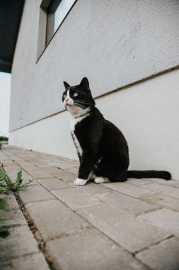 Beyaz ağızlıklı siyah evcil kedi özel bir evin bahçesindeki kaldırımda oturuyor..