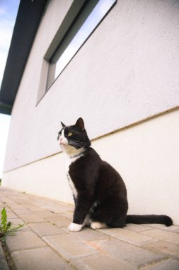 Beyaz ağızlıklı siyah evcil kedi özel bir evin bahçesindeki kaldırımda oturuyor..