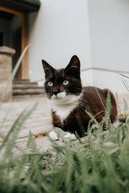 Beyaz ağızlıklı siyah evcil kedi özel bir evin bahçesindeki kaldırımda yatıyor.