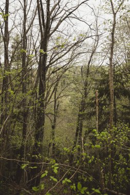 Sonbahar akşamı güneşi altında yeşil yaprak döken ağaçlarla dolu bir ormanın olduğu doğal manzara..