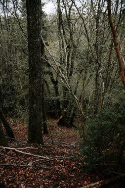 Bir sonbahar günü yeşil yaprak döken ağaçlarla dolu bir ormanla güzel doğal manzara..