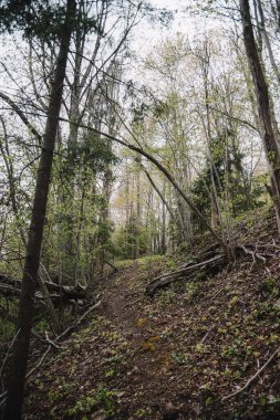 Bir sonbahar günü yeşil yaprak döken ağaçlarla dolu bir ormanla güzel doğal manzara..