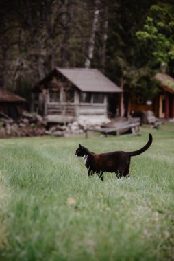 Beyaz boyunlu ve ağızlık takan siyah kedi bir yaz akşamı özel bir evin bahçesindeki yeşil çimlerde yürür..
