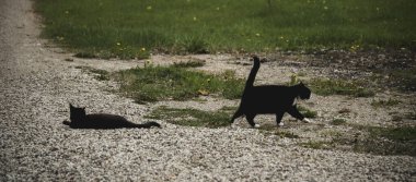 İki siyah kedi bahçede yeşil çimlerin üzerinde oynuyorlar..
