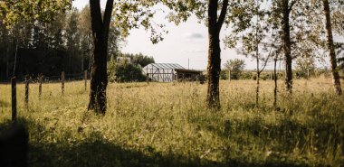 Yaz günbatımının parladığı güzel bir ağacı olan bir çiftlik. Bir çit ve yeşil çayırda hayvan otlatmak için bir sera..