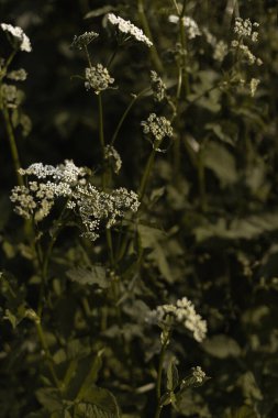 Beyaz köpek ağacı, yaz günbatımının ışığında yeşil bir çayırda yetişir..
