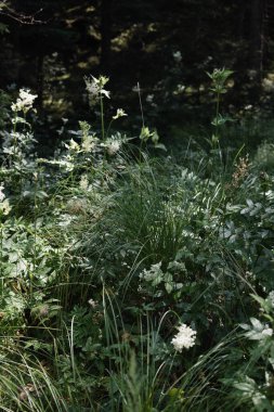 Bir hendeğin kenarında yeşil çimenler ve büyüyen beyaz çiçeklerle güzel doğal bir manzara..