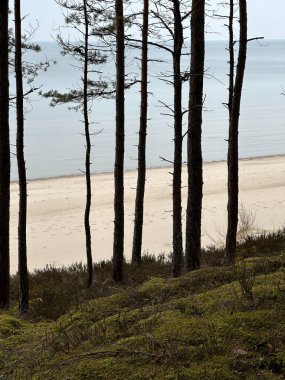 Kum tepelerinden, ağaçlardan ve yeşil yosunlardan deniz manzaralı doğal manzara..