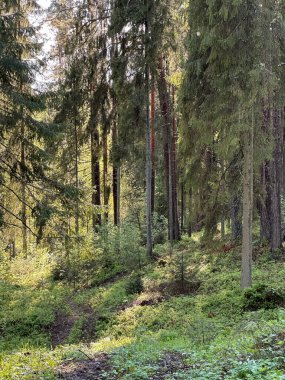 Gün batımının ağaçların gövdesinden parladığı ormandaki yeşil yosunlara doğru parladığı güzel doğal manzara..