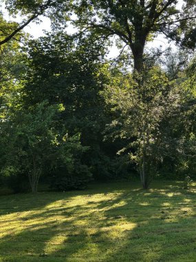 Bir yaz akşamı gün batımında ağaçlı özel bir evin bahçesinde taze kesilmiş çimlerin güzel manzarası..