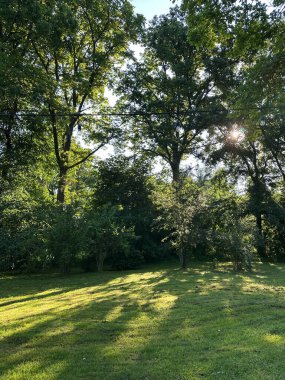 Bir yaz akşamı gün batımında ağaçlı özel bir evin bahçesinde taze kesilmiş çimlerin güzel manzarası..