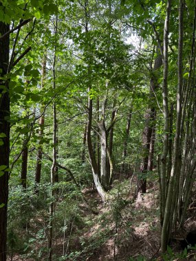 Ağaçlı ve yeşil yapraklı orman manzarası yaz ışığında mavi gökyüzü.