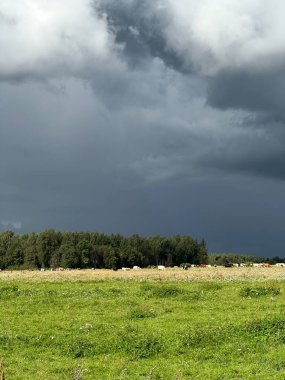 İneklerin otladığı yeşil bir çayır ve yağmur fırtınası ile koyu mavi bir gökyüzü olan yaz kırsal arazisi..