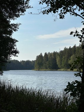 Güzel bir yaz manzarası, kıyılarında bir nehir ve orman ve mavi bir gökyüzü..