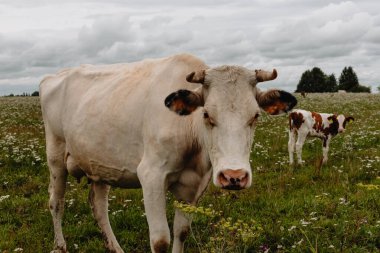 Bulutlu bir yaz gününde yeşil bir çayırda benekli yavrusuyla birlikte boynuzları yeşil bir çayırda otlayan beyaz sığır eti ineğinin yakın çekimi..