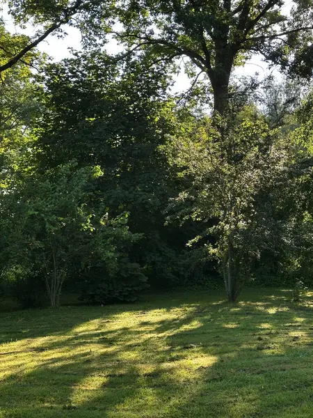 Bir yaz akşamı gün batımında ağaçlı özel bir evin bahçesinde taze kesilmiş çimlerin güzel manzarası..